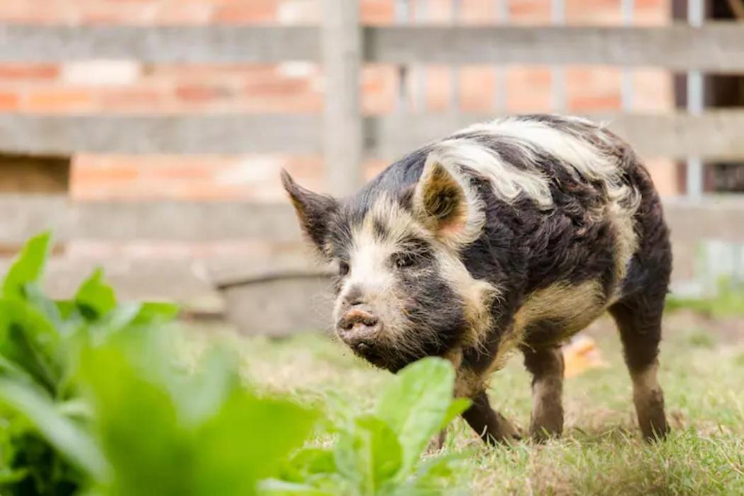 Piglet Lodge Pebworth Eksteriør bilde